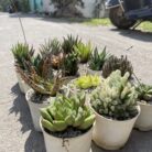 Haworthia Combo of 15_3