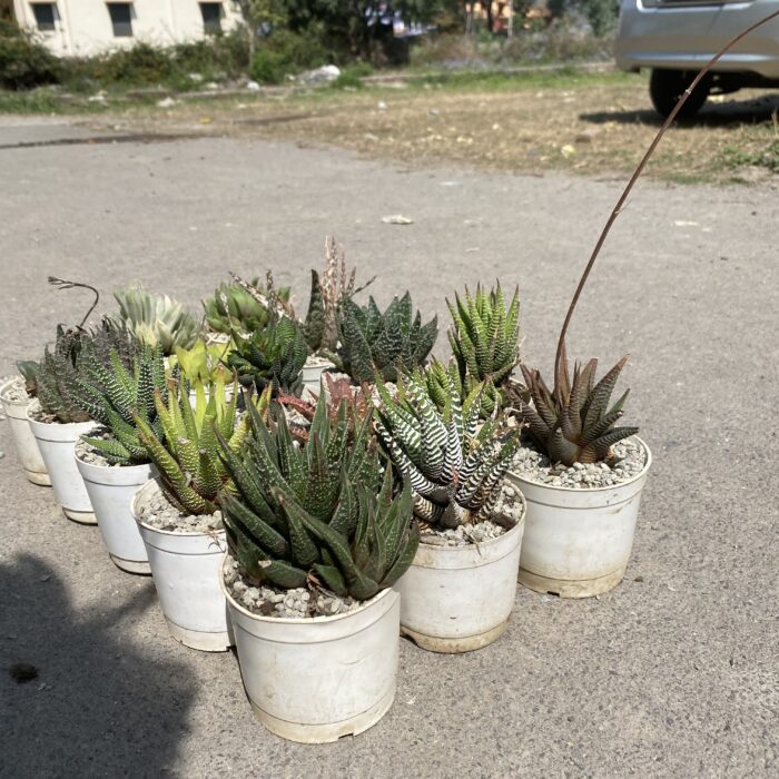 Haworthia Combo of 15_4