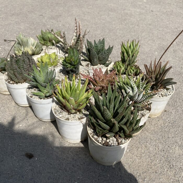 Haworthia Combo of 15_5