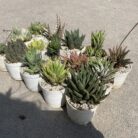 Haworthia Combo of 15_5