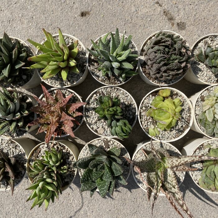 Haworthia Combo of 15_6