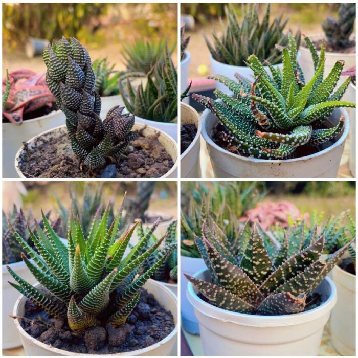 Haworthia Combo of 4