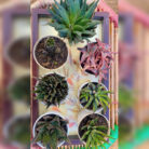 Haworthia Combo of 7