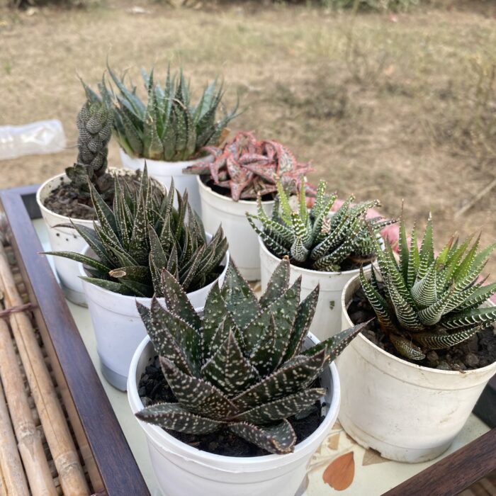 Haworthia Combo of 7_2