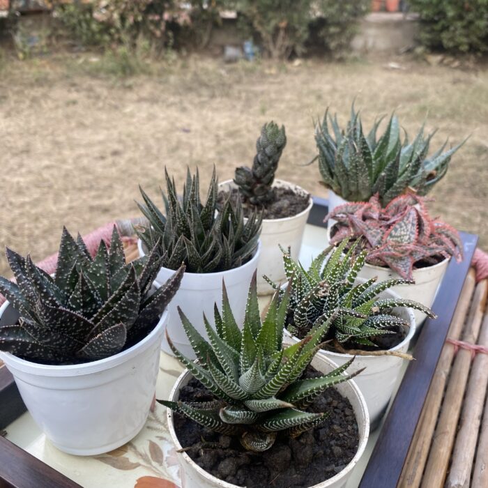 Haworthia Combo of 7_3
