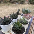 Haworthia Combo of 7_3