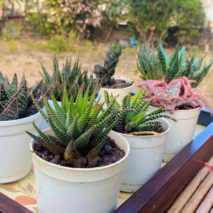 Haworthia Combo of 7_4