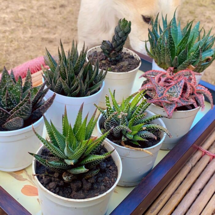 Haworthia Combo of 7_5