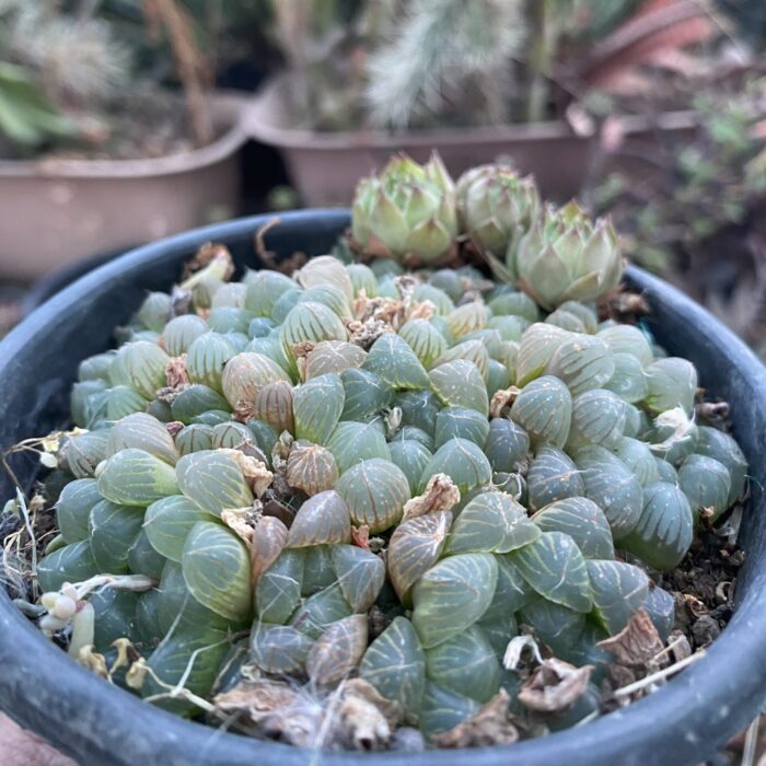 Haworthia Cooperi