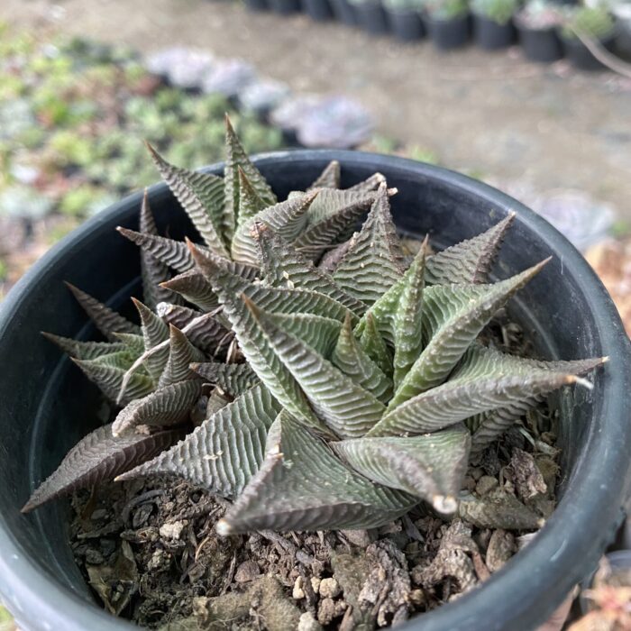 Haworthia Limfolia