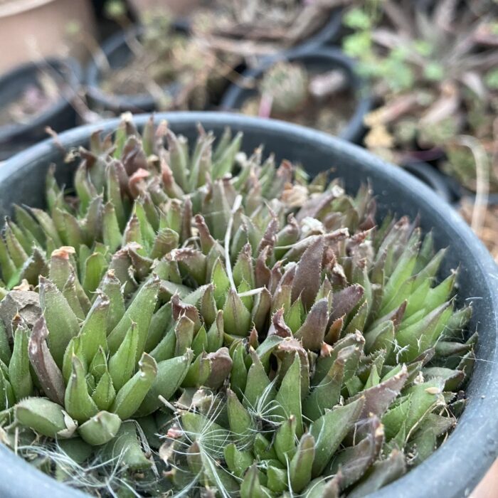 Haworthia Mirabilis