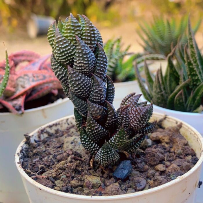 Haworthia Rendri