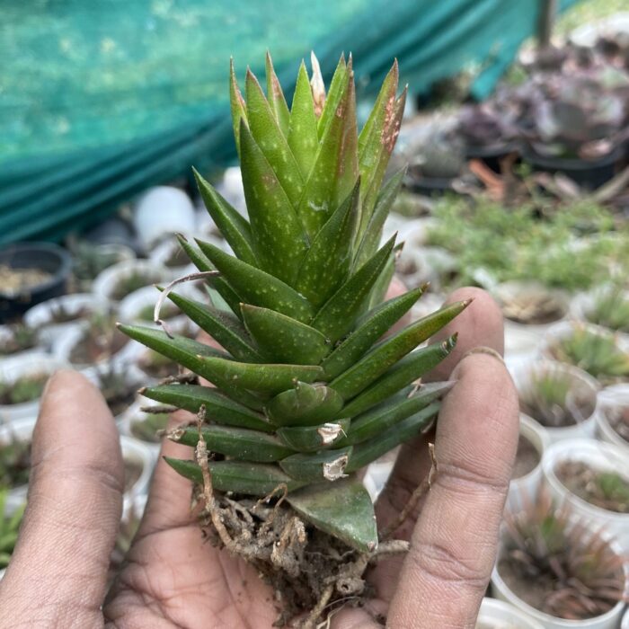 Haworthia Resendeana