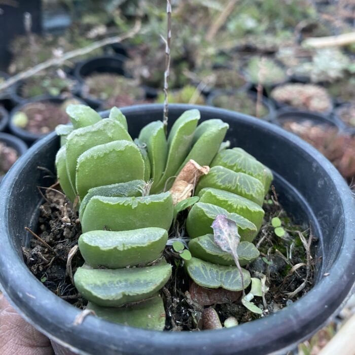 Haworthia Truncata