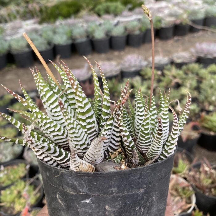Haworthia Zebra Super