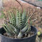 Haworthia Zebra_1