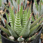 Haworthia Zebra_2