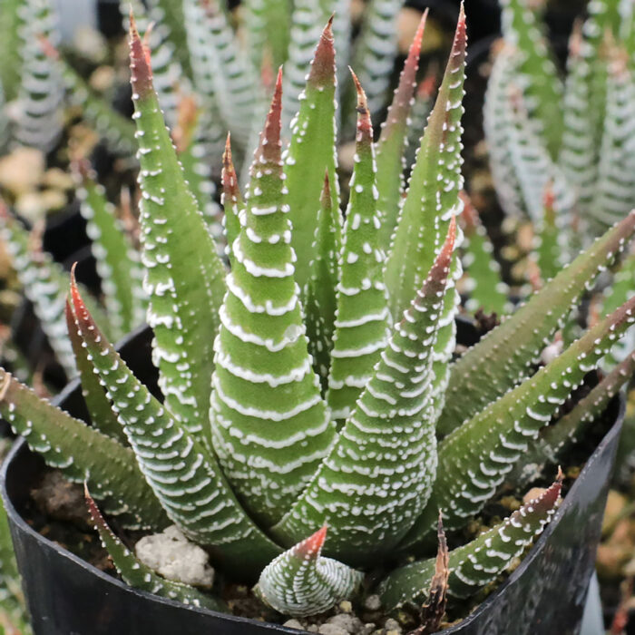Haworthia Zebra_2