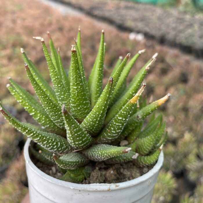 Haworthia type A