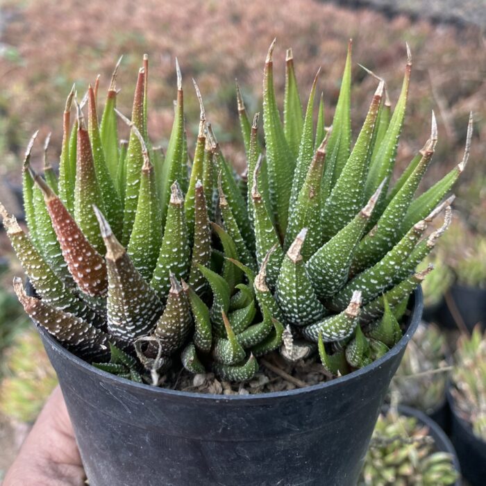 Haworthia type B