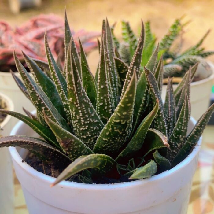 Haworthia type E