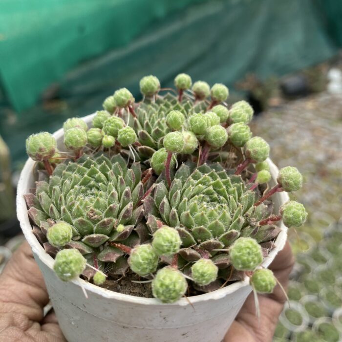 Hens and Chicks