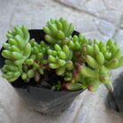 Jellybean_2
