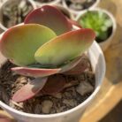 Kalanchoe Flapjack_1