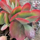 Kalanchoe Flapjack_2