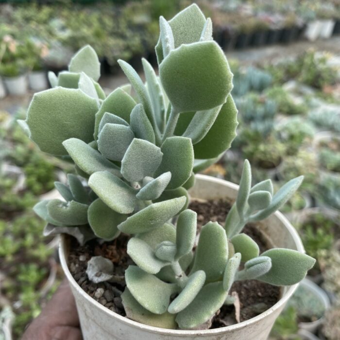 Kalanchoe Millotii