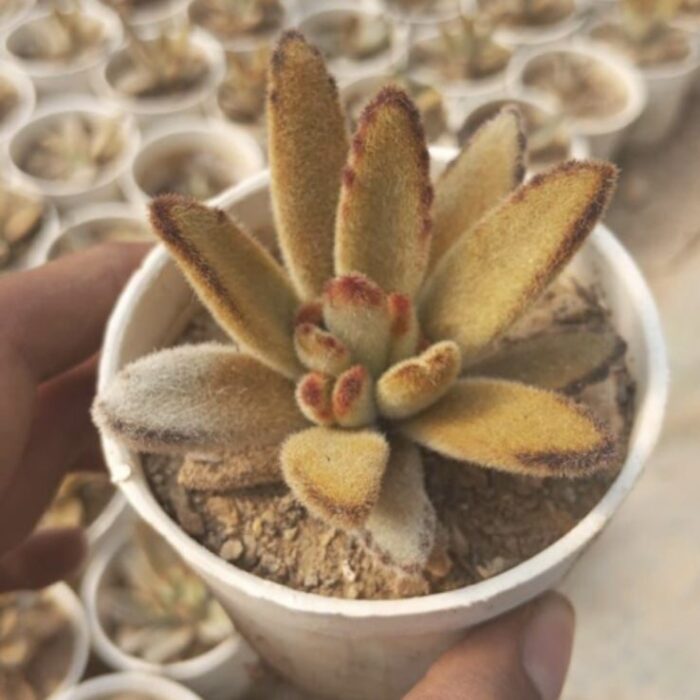 Kalanchoe Tomentosa Panda