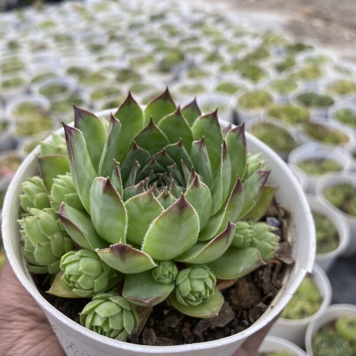 Laxmi Kamal Green