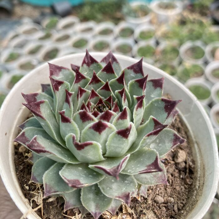 Laxmi Kamal Red Tip