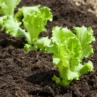 Lettuce (Indian Salad Cabbage)_1