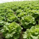 Lettuce (Indian Salad Cabbage)_2
