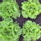 Lettuce (Indian Salad Cabbage)_3