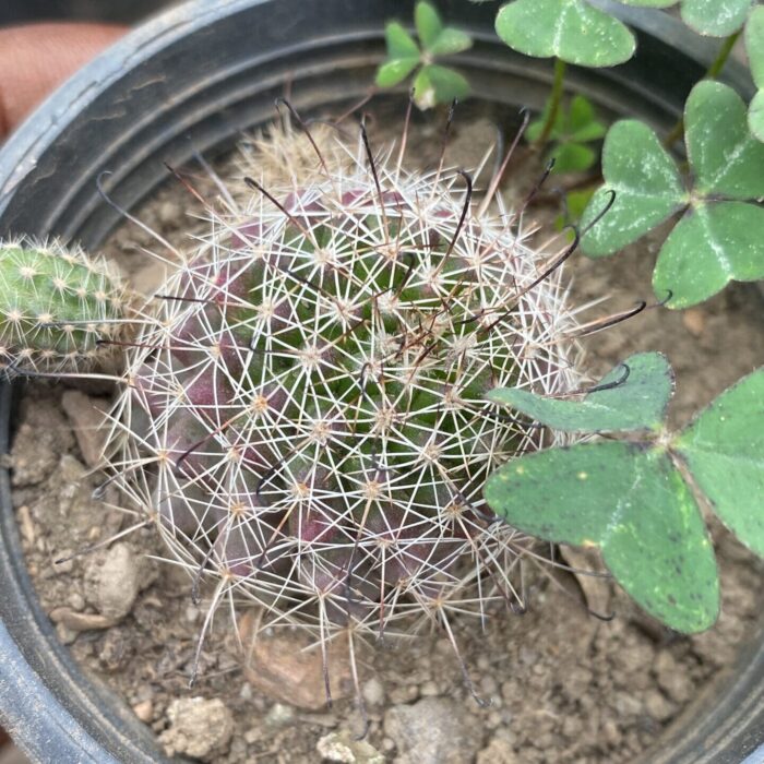 Mammillaria Beneckei