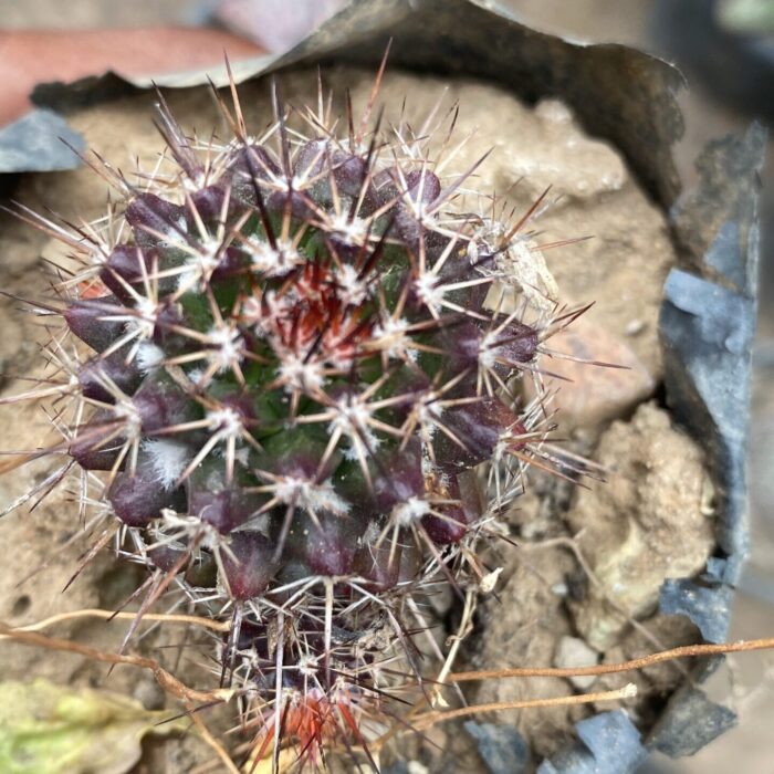Mammillaria Bucareliensis