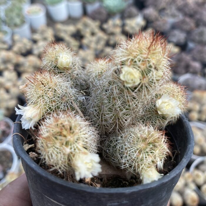 Mammillaria Gold