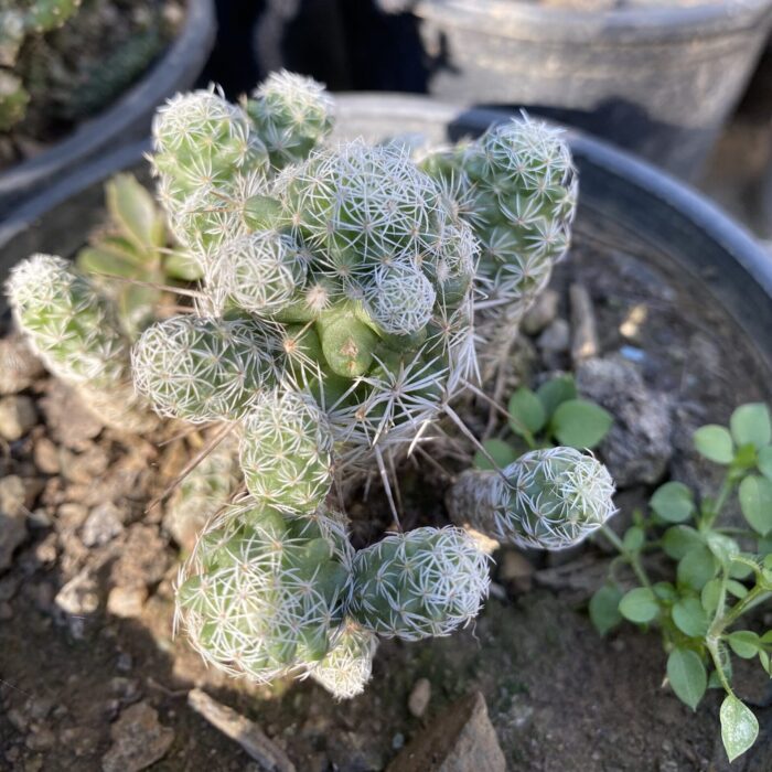 Mammillaria Gracilis Thimble Cactus