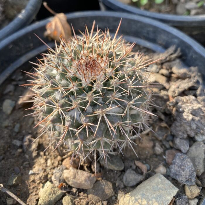 Mammillaria Karwinskiana