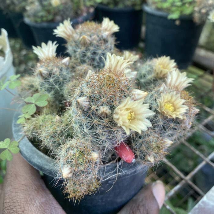 Mammillaria Prolifera Little Candles