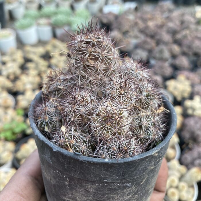 Mammillaria Prolifera_1