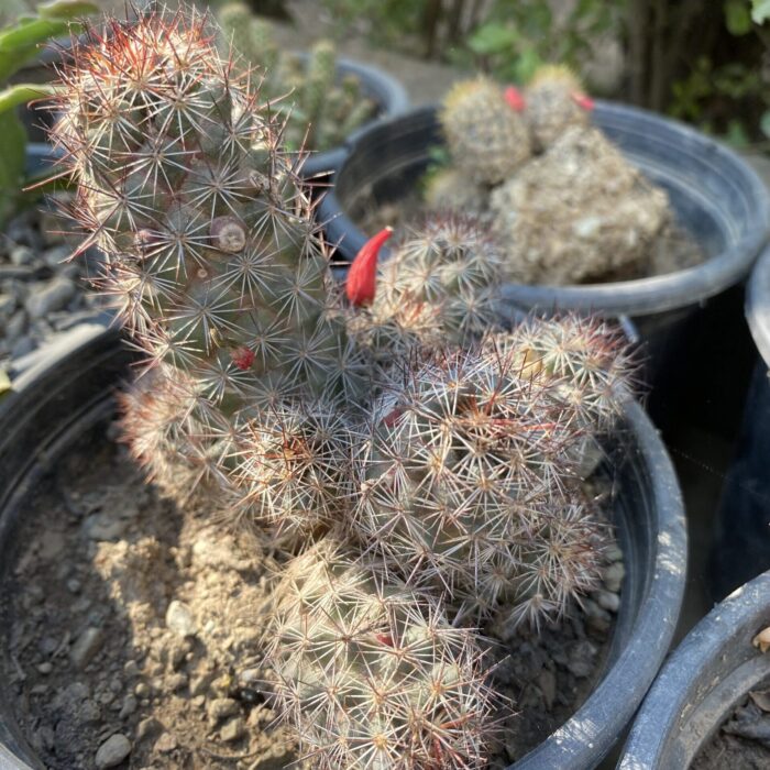 Mammillaria Prolifera_2