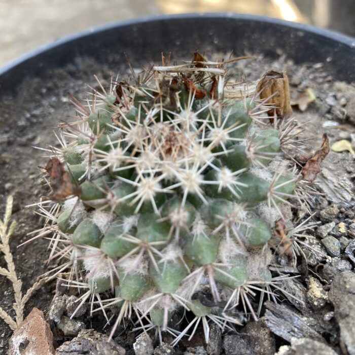 Mammillaria Sonorensis