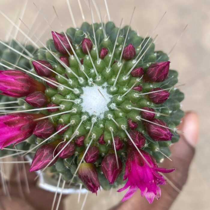 Mammillaria Spinosissima Spiny Pincushion Cactus