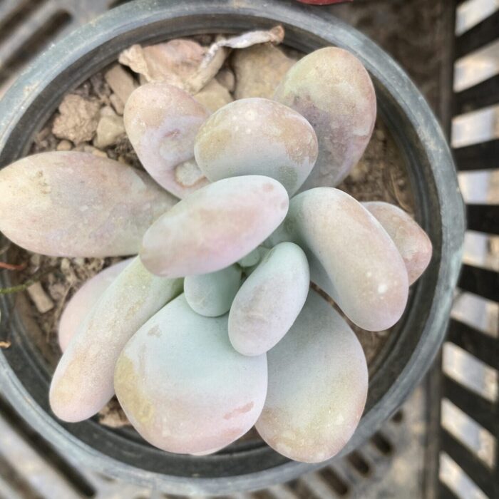 Moonstone_2