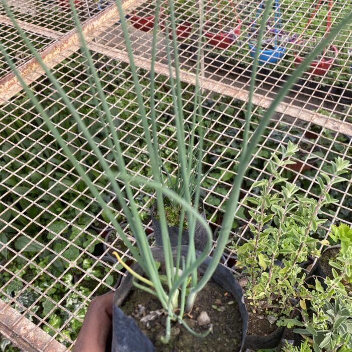 Onion Chives (Indian Spring Onion)
