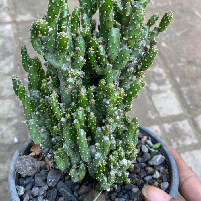 Opuntia Monacantha