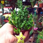 Orbea Semota_1